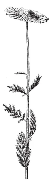 Das Bild Zeigt Eine Chrysantheme Coccineum Auch Bekannt Als Gemaltes — Stockvektor