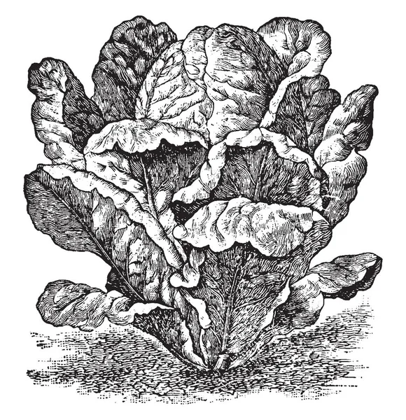这是蔬菜的类型 叶子长 圆形和直 非常致密 树叶靠近陆地 他们用在食物 复古线条画或雕刻插图 — 图库矢量图片
