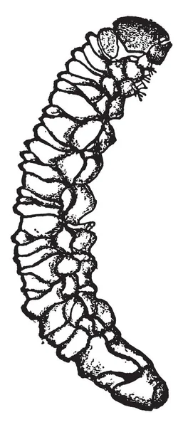 Картофельный Стебель Borer Larva Черной Мордой Тремя Маленькими Черными Пятнами — стоковый вектор