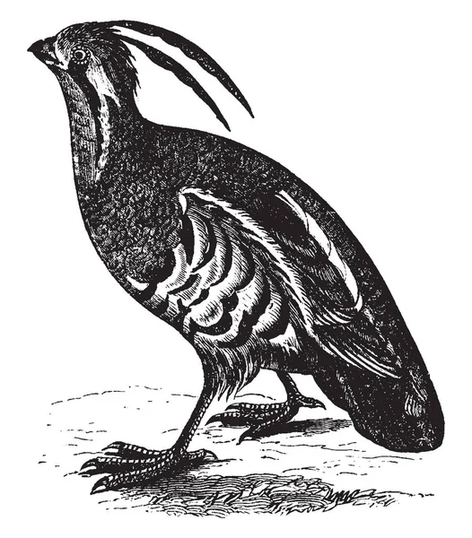 山ウズラが背中の翼と尾オリーブ茶色 ビンテージ線画や彫刻イラスト — ストックベクタ