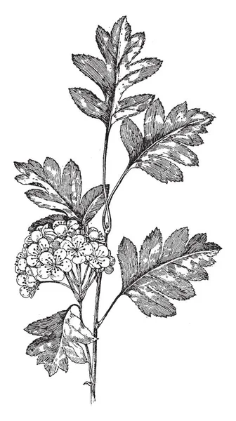 サンザシ ピンナティフィダ中国のサンザシまたは中国 Hawberry の共通の名前ですは山サンザシとも呼ばれます その果実は小とも木 ビンテージの線描画や彫刻イラストです — ストックベクタ