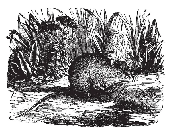 Mus Albocinereus Маленькая Мышь Рисунок Винтажной Линии Гравировка — стоковый вектор