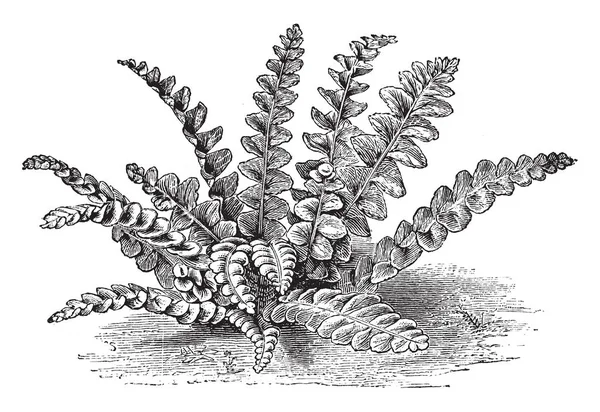 Una Foto Que Muestra Asplenium Ceterach Escala Helecho Escamoso Nombre — Vector de stock