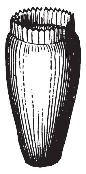 Una Imagen Muestra Succory Tiene Hojas Basales Dentadas Irregularmente Pappus — Archivo Imágenes Vectoriales