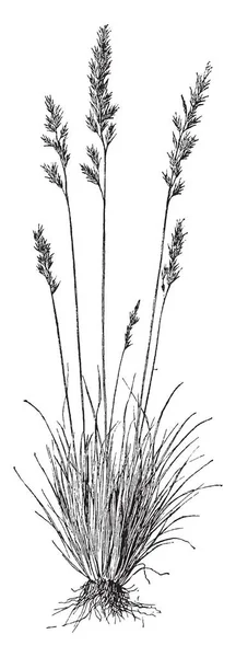 Festuka Ovina 是一种用于放牧 复古线条绘制或雕刻插图的草 — 图库矢量图片