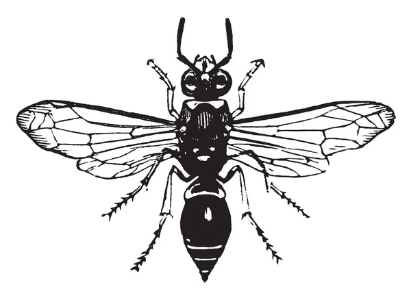 波特黄蜂 使他的巢在木头或软木 复古线条画或雕刻插图 — 图库矢量图片