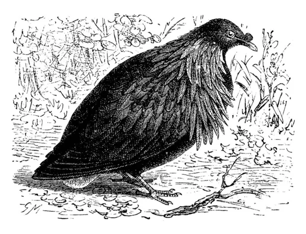 Nicobar Pigeon Vintage Engraved Illustration Vie Dans Nature 1890 — Stock Vector