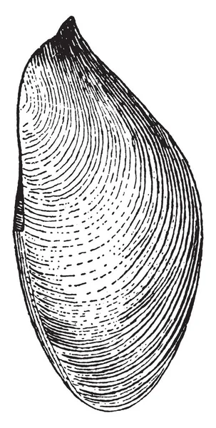 胃的横向视图显示干燥的地幔与踏板穿孔 复古线画或雕刻插图 — 图库矢量图片