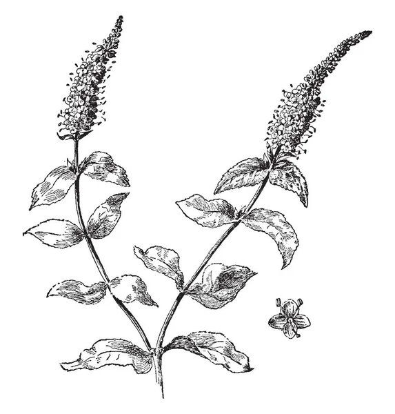 Veronica Longifolia Ist Eine Blühende Pflanze Hat Stachelige Blüten Schattierungen — Stockvektor