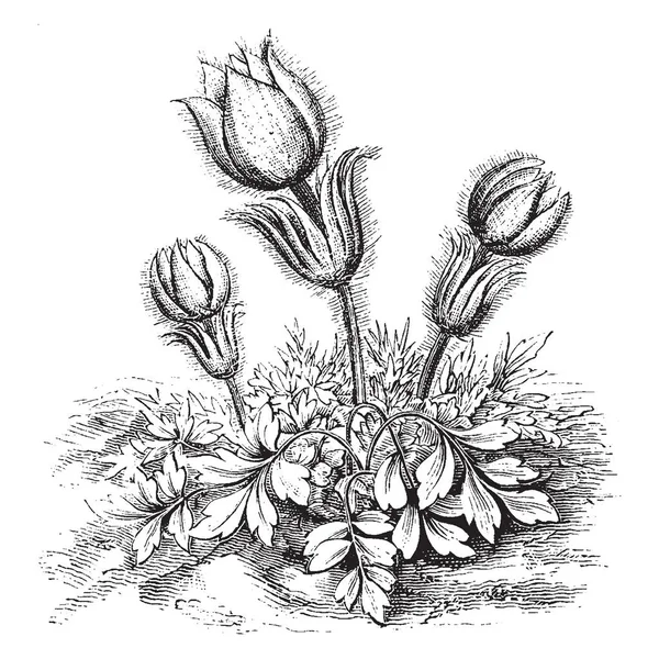 Bild Visar Blomma Anemone Vernalis Blommor Anemone Vernalis Vitaktig Insidan — Stock vektor
