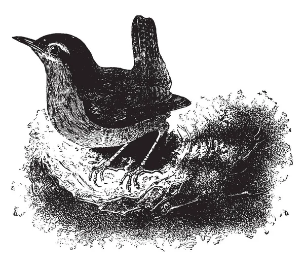 Common European Wren Nourrit Principalement Insectes Dessins Lignes Vintage Illustrations — Image vectorielle