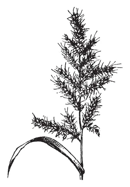一张照片显示的是埃奇诺克洛亚 它是草科植物的一个非常广泛的属 它属于波卡科家族 它也被称为鸡草 它有圆锥花序分支 复古线图画或雕刻例证 — 图库矢量图片