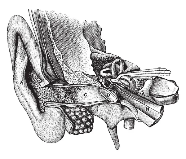 Иллюстрация Представляет Собой Общий Вид Органа Слуха Винтажный Рисунок Линии — стоковый вектор