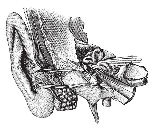 Questa Illustrazione Rappresenta Visione Generale Dell Organo Uditivo Del Disegno — Vettoriale Stock