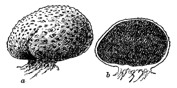yok kök var ama toprağa bağlı, skleroderma vulugare yüzey sert ve pullu, yalnız, içimde büyüyor siyahımsı ve kahverengimsi, vintage satır çizim veya gravür illüstrasyon.