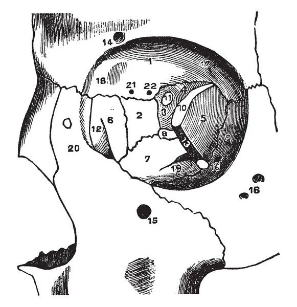 Illustration Represents Orbit Eye Vintage Line Drawing Engraving Illustration — Stock Vector