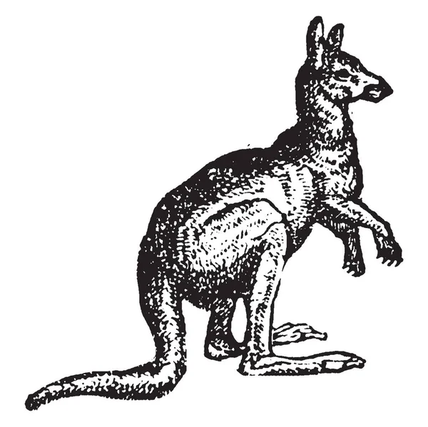 Kanguru Güçlü Arka Bacakları Atlamalı Yırtıcı Hayvan Vintage Çizgi Çizme — Stok Vektör
