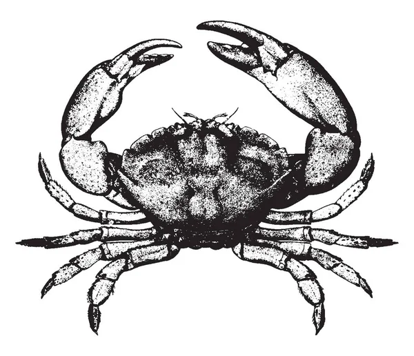 Stone Crab Népszerűek Floridians Florida Látogatók Vintage Vonalas Rajz Vagy — Stock Vector