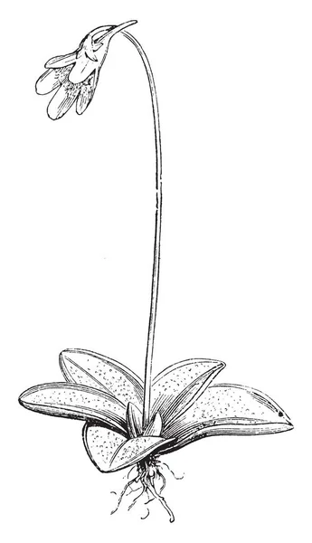 この写真はヨーロッパ ロシア カナダ アメリカ合衆国 ビンテージの線描画やイラストを彫刻のすべての国は Butterwort として知られているムシトリスミレ尋常性花を表す — ストックベクタ