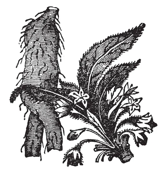 下面的一个曼德拉的植物在其中发现药物的麻醉毒药 复古线条画或雕刻插图 — 图库矢量图片
