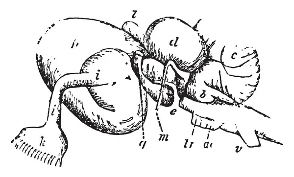 Carcharias 脳のどの神経 Acousticus は別パーツ ビンテージ ライン図面またはイラストを彫刻 — ストックベクタ