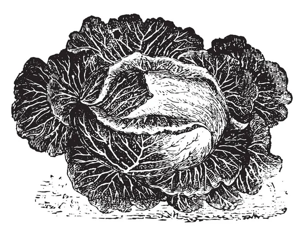 Cavolo Ordinario Illustrazione Incisa Epoca Vie Dans Nature 1890 — Vettoriale Stock