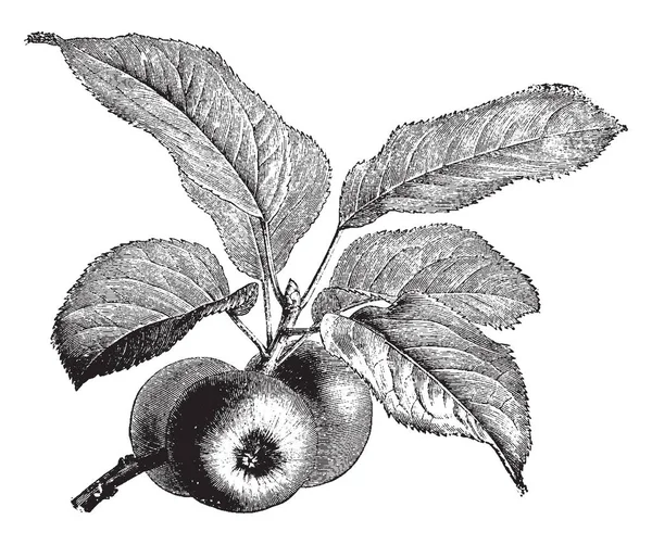 在这个框架里 有一个名为阿波罗的水果分支的榕树 这根树枝的叶子又大又刺 那根树枝上有一堆苹果 复古的线条画或雕刻插图 — 图库矢量图片