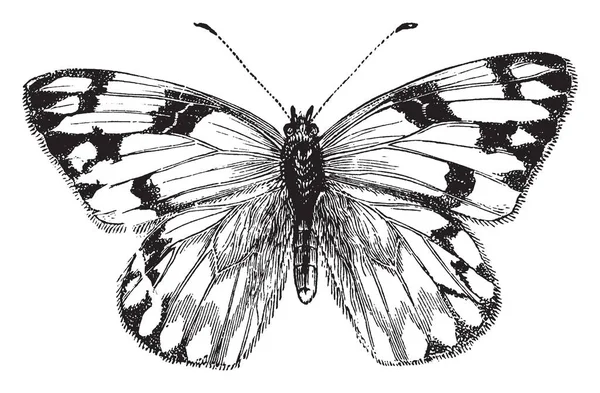 雌性卷心菜蝴蝶 其前翼在顶端是圆形的 并以黑色 复古线条画或雕刻插图 — 图库矢量图片