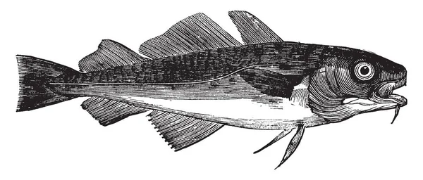 普通鳕鱼是两到四英尺长 复古线画或雕刻插图 — 图库矢量图片