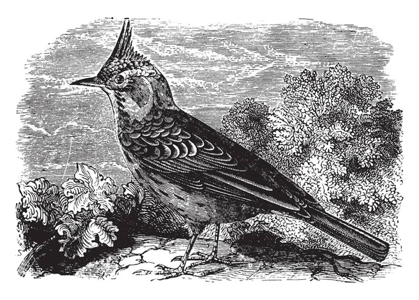 冠云雀是在北半球发现的鸣禽家族的云雀 复古线条画或雕刻插图 — 图库矢量图片