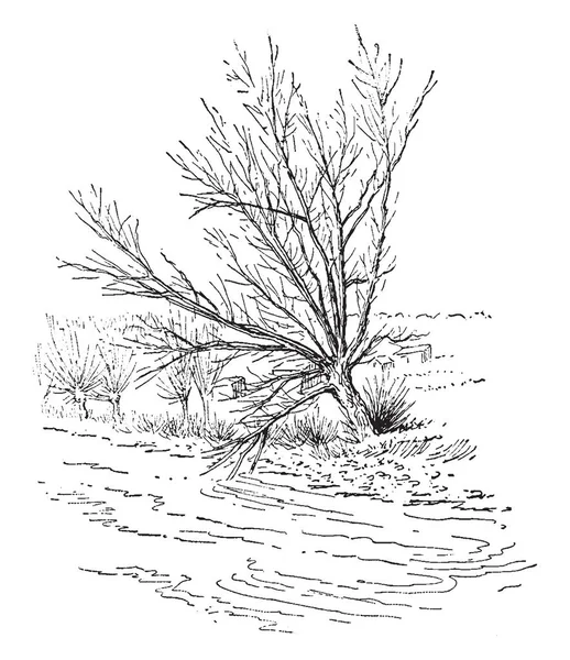 ユーラシアと北アフリカの大きな柳の木である白柳の木を示す図が持つ Canescent 灰色の樹皮 ビンテージの線の描画やイラストを彫刻 — ストックベクタ