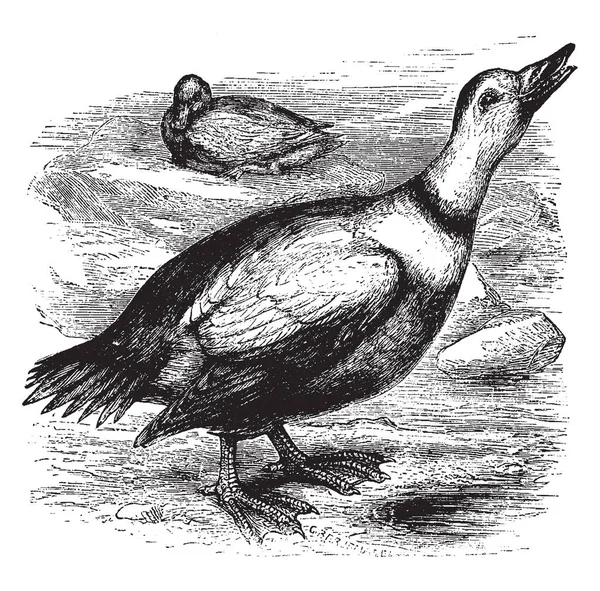 拉布拉多鸭在其中一般颜色斑点棕灰色 复古线条画或雕刻插图 — 图库矢量图片