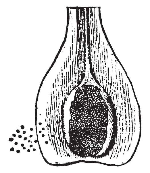描绘叶底和含有等生植物孢子的图片 它是一个与异种科 复古线条绘制或雕刻插图共同的属 — 图库矢量图片