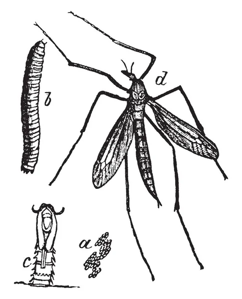 Vinç Sinek Böcek Ailesinin Tipulidae Vintage Çizgi Çizme Herhangi Bir — Stok Vektör