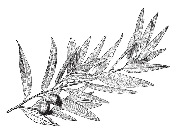 桂冠或月桂树是一棵有着闪亮叶子的小常青树 叶子有时被用来做装饰品 如花圈 复古线条画或雕刻插图 — 图库矢量图片
