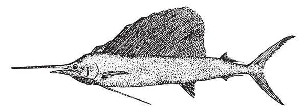 Pesce Vela Pesce Blu Grigio Con Una Vela Distintivo Disegno — Vettoriale Stock