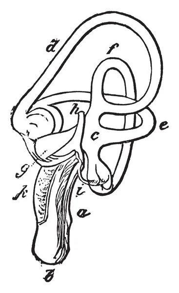 这张图片代表了老鹰的内耳 复古线条画或雕刻插图 — 图库矢量图片