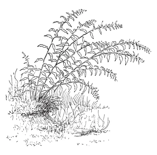 这是加拿大一枝 Caesia 的形象 它的草药含有圆形的黑色种子 它是开花植物 复古线条画或雕刻插图 — 图库矢量图片