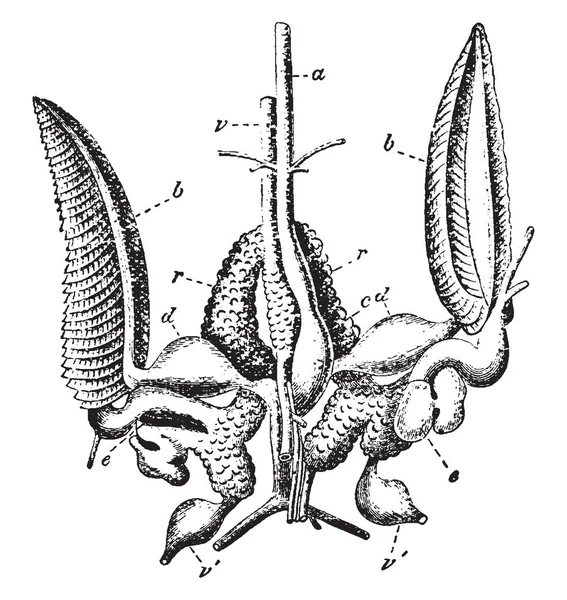 乌贼器官 其中鳃和肾脏器官的棕香 复古线条画或雕刻插图 — 图库矢量图片