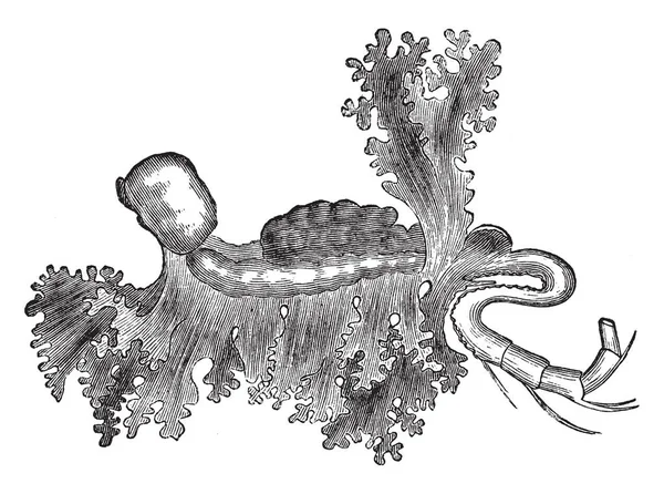 Parazitní Isopod Živí Nakonec Nahradí Jazyky Ryb Krabů Vintage Kreslení — Stockový vektor