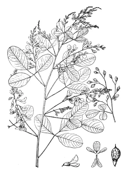 Imagen Del Escáner Planta Ilustración Vectorial — Archivo Imágenes Vectoriales