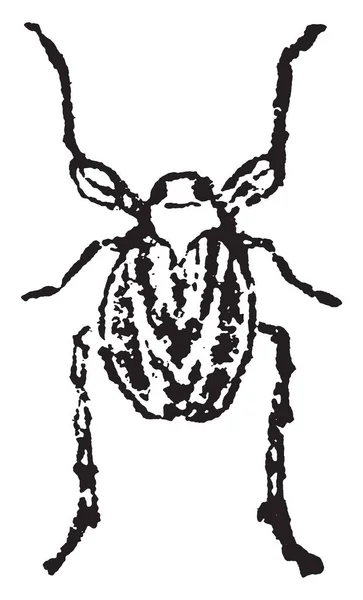 Schwarzes Blattbein Ist Ein Kleines Homotöses Insekt Vintage Linienzeichnung Oder — Stockvektor