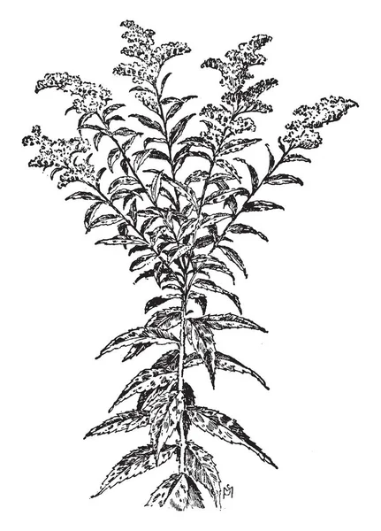 セイタカアワダチソウ四射さんご類に表示されている画像 この植物は ハーブです 花は通常黄色 この植物は密なヴィンテージの線描画や彫刻イラスト — ストックベクタ