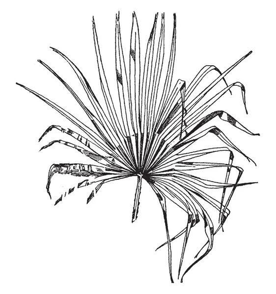 Leaf Fan Palm Modello Foglie Lunghe Disegno Linee Vintage Illustrazione — Vettoriale Stock