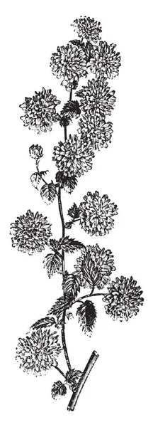 Une Image Montre Des Fleurs Kerria Japonica Sont Couleur Jaune — Image vectorielle