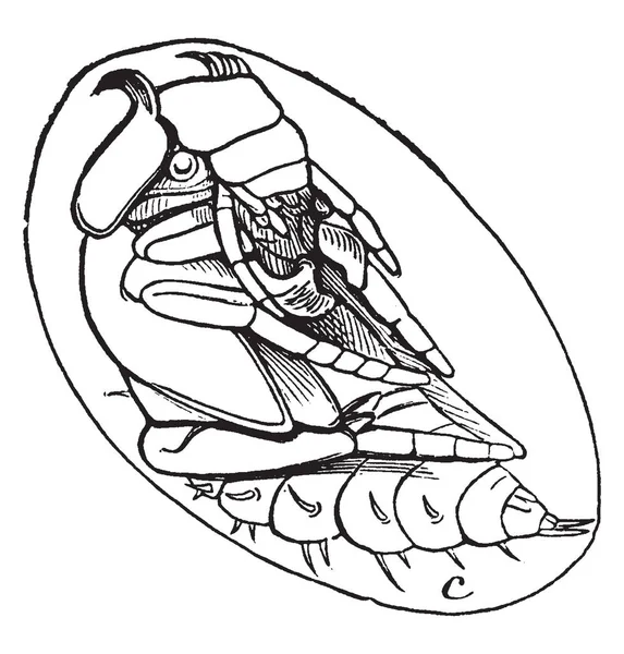 Wasserfresser Käfer Ist Eine Hydrophilus Triangularis Art Vintage Linienzeichnung Oder — Stockvektor