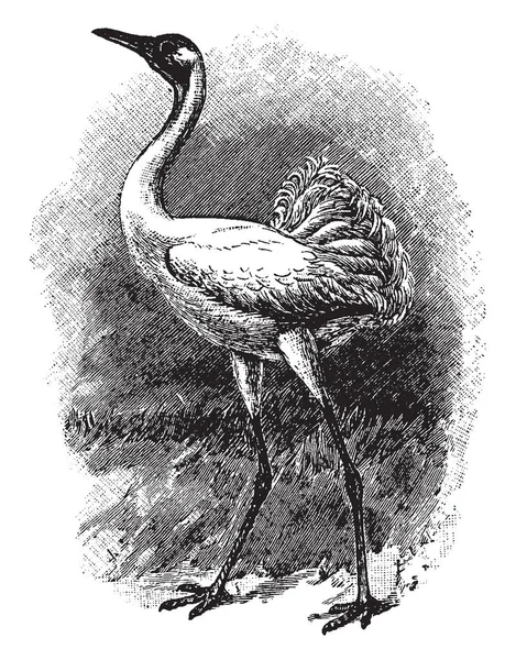 Trompetkraanvogel Een Zeer Hoge Grazende Vogel Vintage Lijntekening Gravure Illustratie — Stockvector