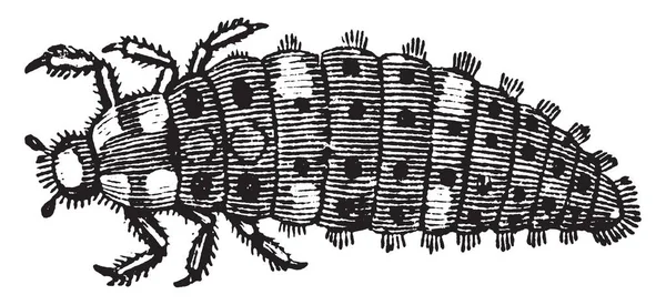 幼虫的瓢虫是一种昆虫有利于花园 复古线条画或雕刻插图 — 图库矢量图片