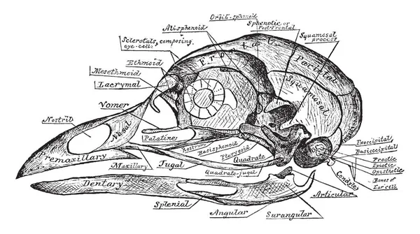 Questa Illustrazione Rappresenta Teschio Uccello Comune Disegno Linea Vintage Incisione — Vettoriale Stock