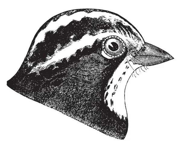 Denne Illustrasjonen Representerer White Throated Sparrow Head Tegning Eller Illustrasjon – stockvektor